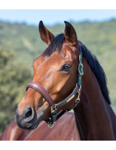LeMieux Capella Lädergrimma 2